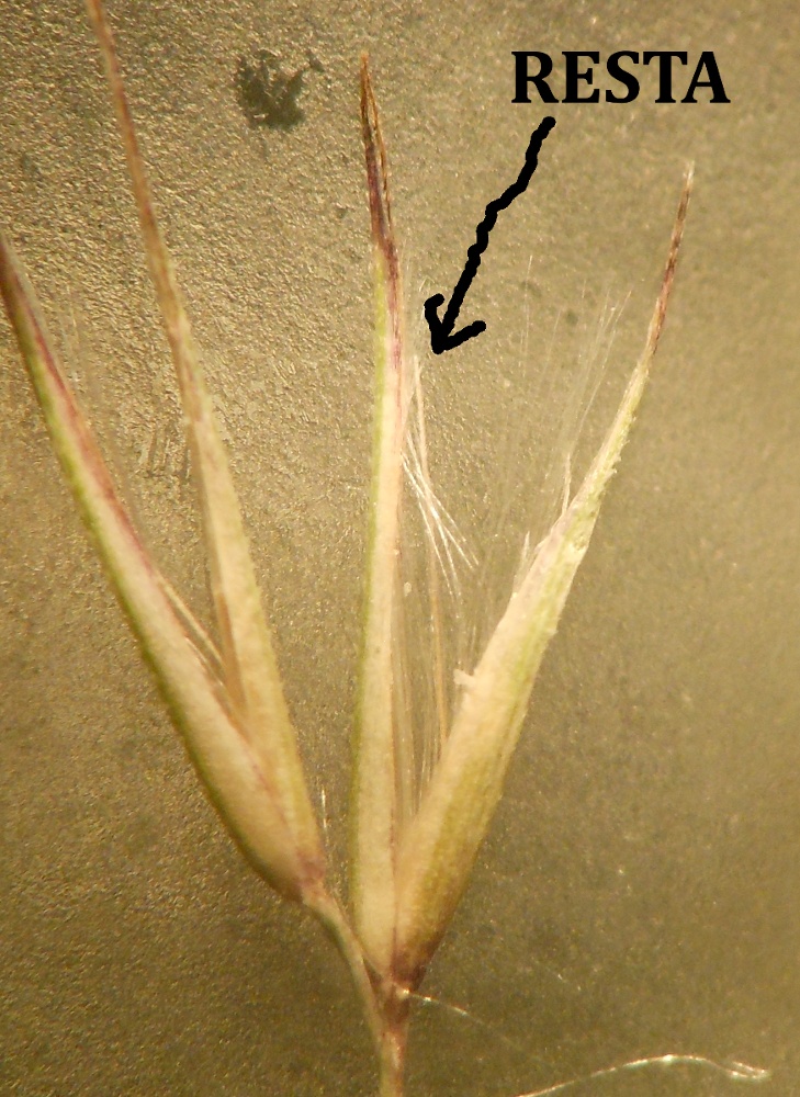 Calamagrostis epigejos (L.) Roth subsp. epigejos / Cannella delle paludi